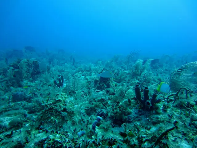 Deep Seabed Mining: Sponsorship and Investor Protection